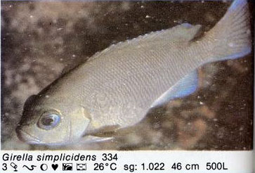 Girella simplicidens